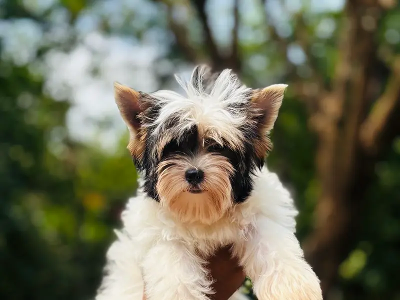 Golden Wing’s Kennel, Bangalore, photo 3