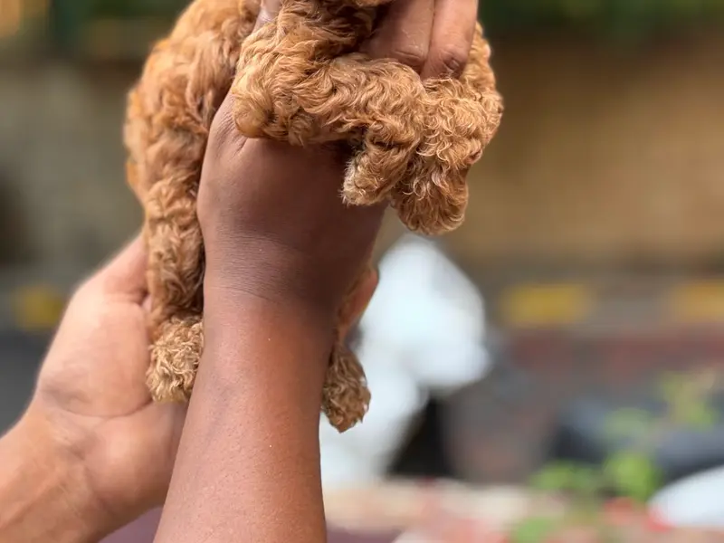 Golden Wing’s Kennel, Bangalore, photo 5