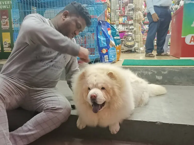 LYKA pet grooming, photo 2