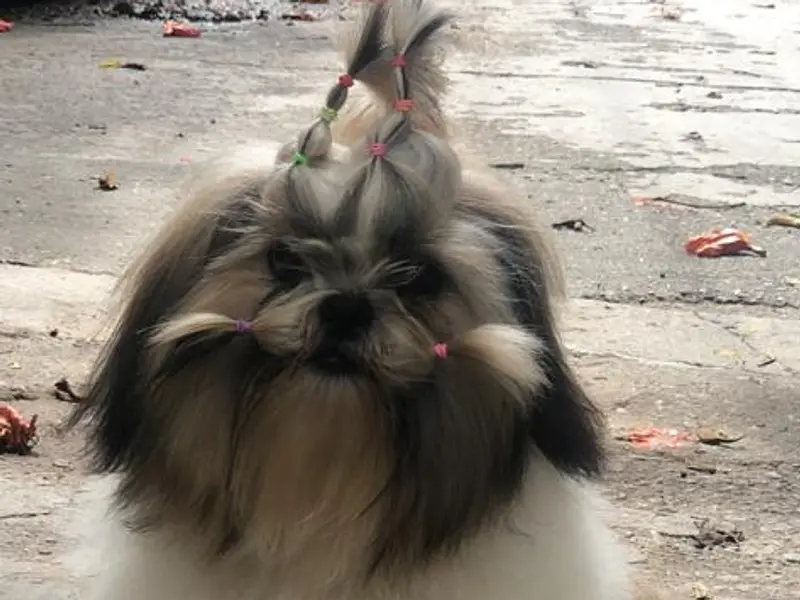 LYKA pet grooming, photo 3