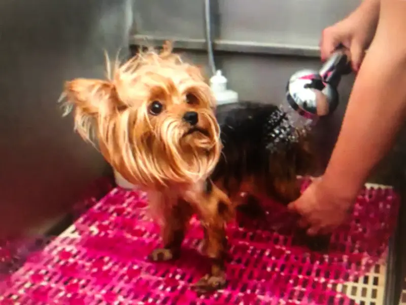 LYKA pet grooming, photo 4