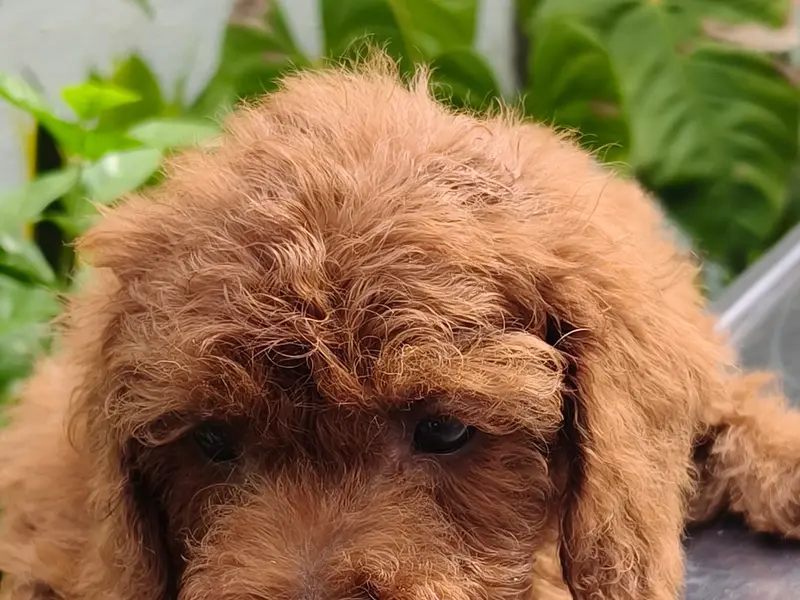 Niriksha Pets, photo 2