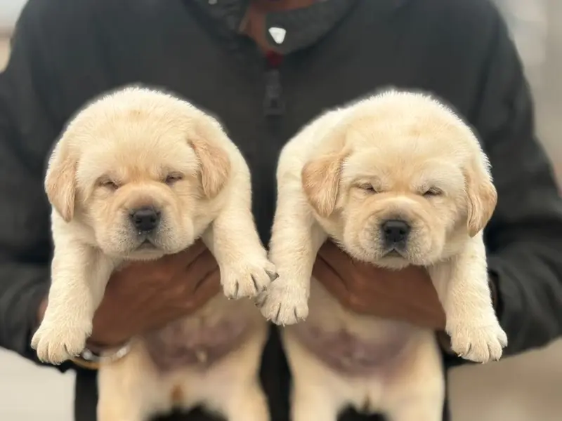 Niriksha Pets, photo 3