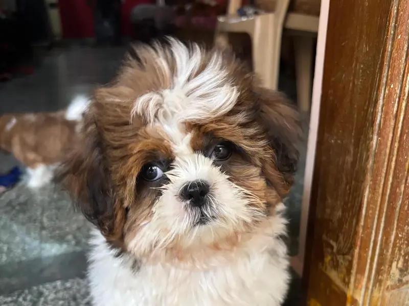 Niriksha Pets, photo 4