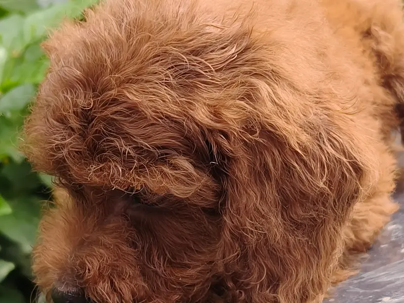 Niriksha Pets, photo 5