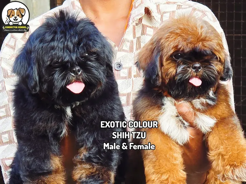 Conductors kennel - dog & Puppies for sale & Dog Boarding - Whitefield & Bellandur, photo 3