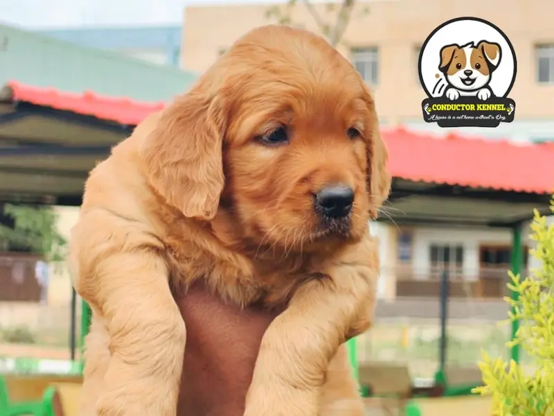 Conductors kennel - dog & Puppies for sale & Dog Boarding - Whitefield & Bellandur, photo 4