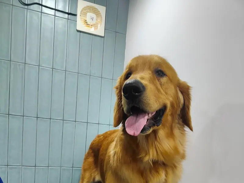 Chasing Tails Pet Hospital, photo 2