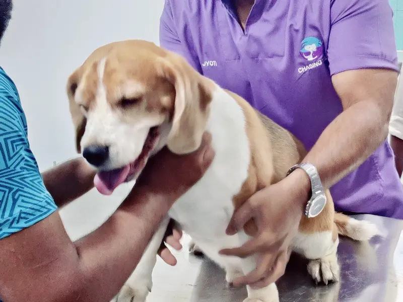 Chasing Tails Pet Hospital, photo 5