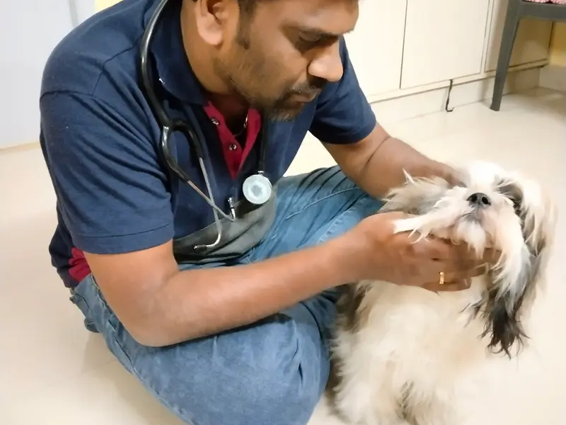 Vet home visit, photo 3
