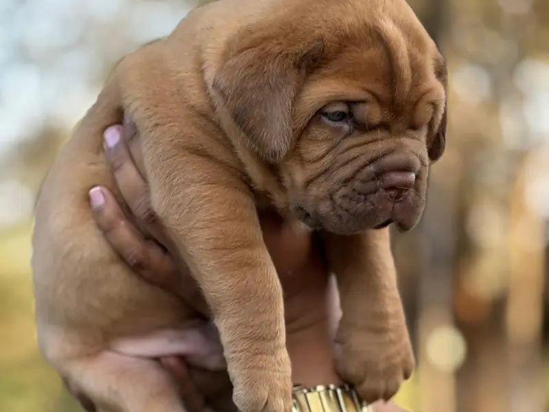 IPS Pets | Top 1 Pet Seller In Bangalore, photo 3