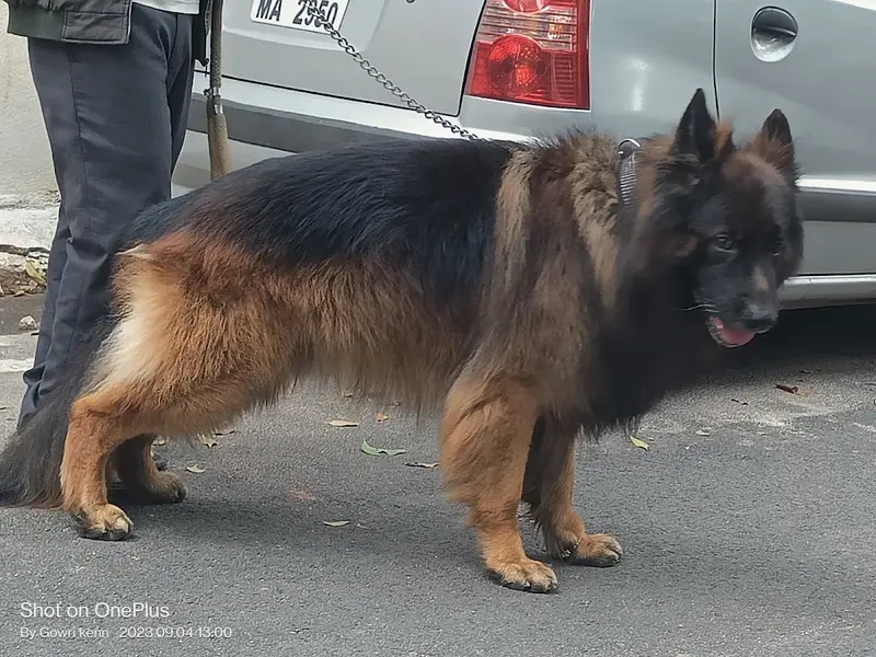 Gowri pets day care center, photo 2