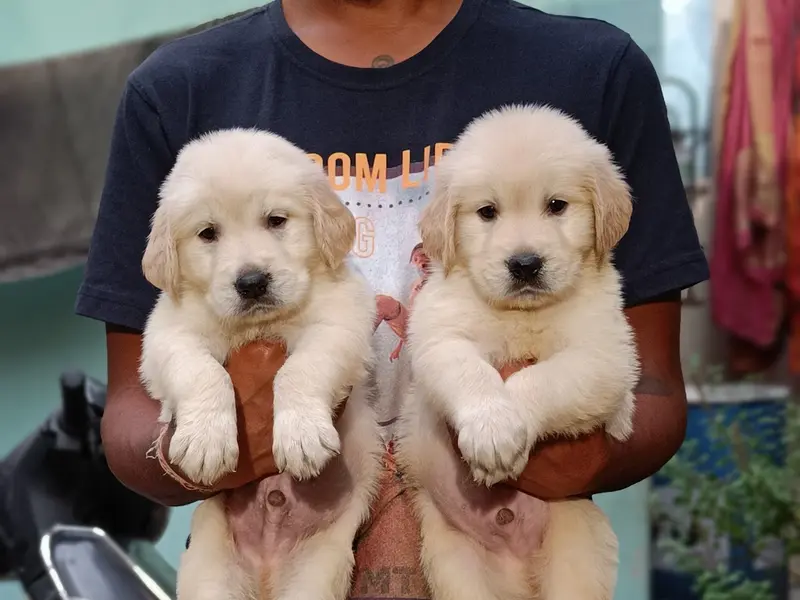 Gowri pets day care center, photo 4