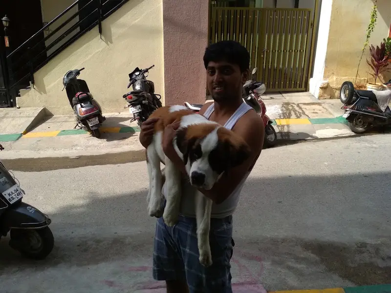 Gowri pets day care center, photo 5