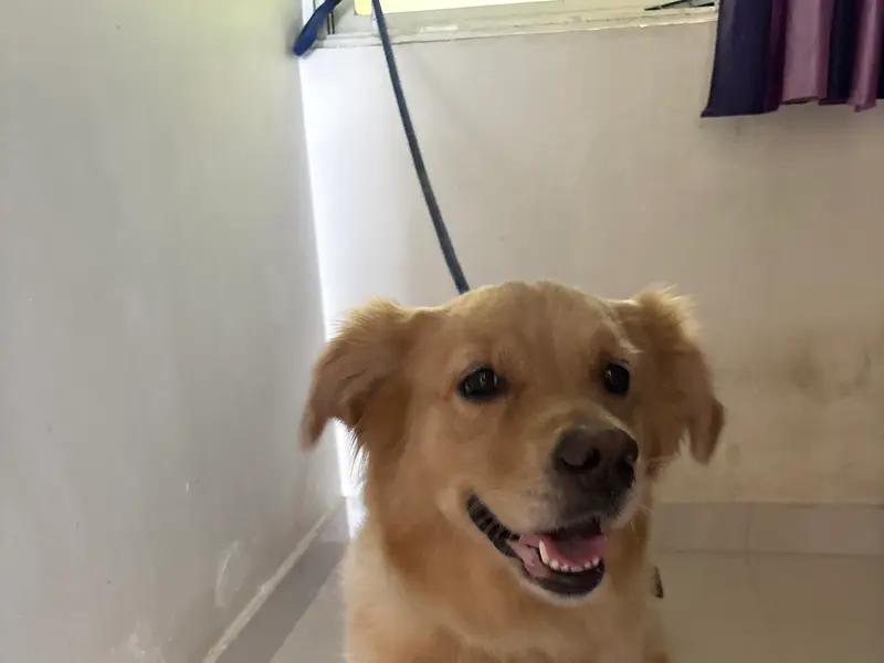 Woofly.in - Doorstep Grooming and Vet Services, photo 3