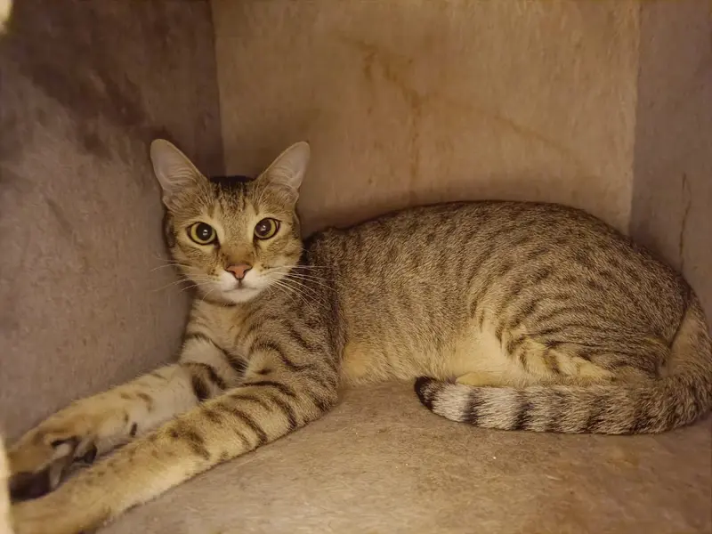 Meow Inn by Paws&Co., photo 3