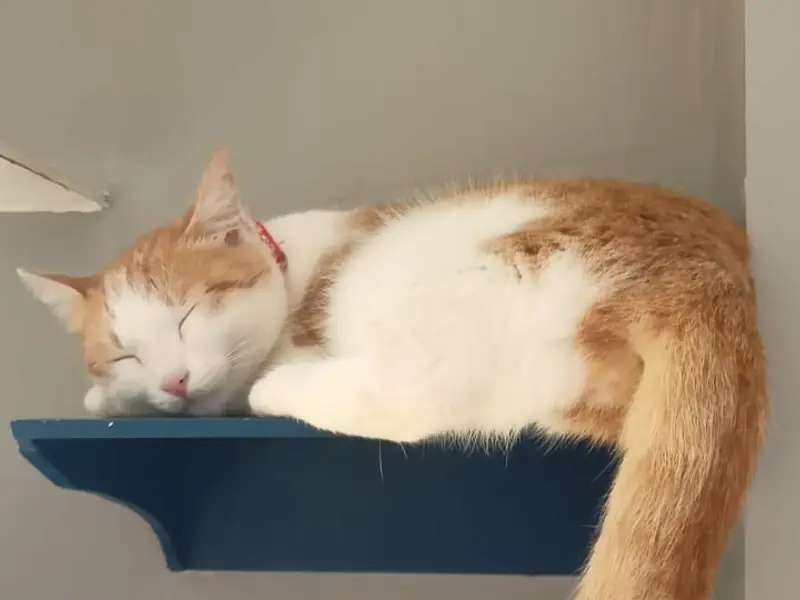 Meow Inn by Paws&Co., photo 4