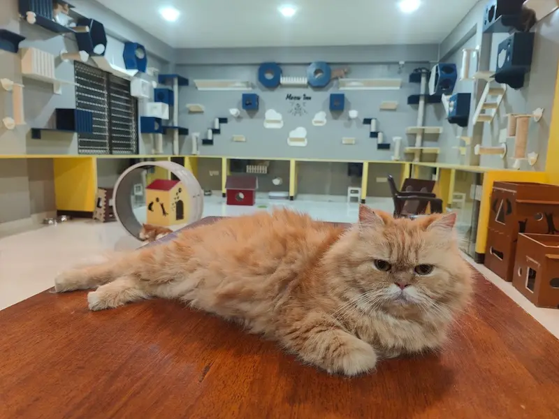 Meow Inn by Paws&Co., photo 5