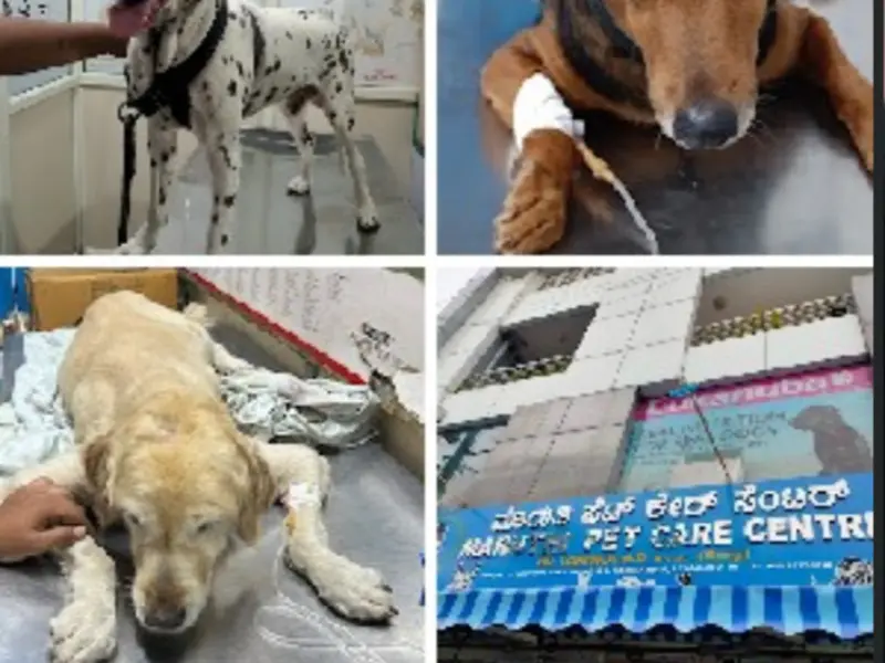 Maruthi Pet Care Centre, photo 2