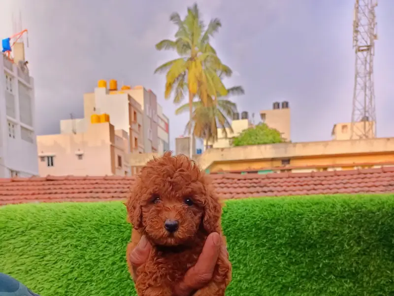 Shoka Pets, photo 4