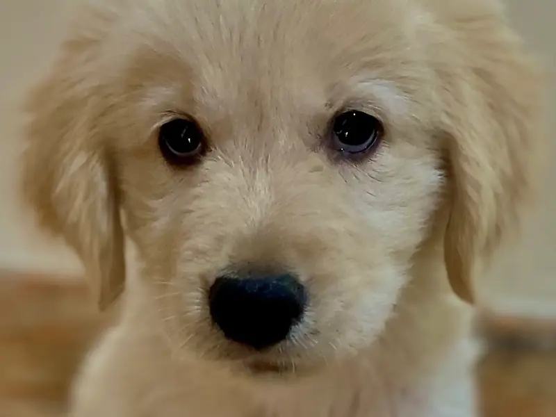Buy Dogs in Bangalore - Mylilpaw, photo 2