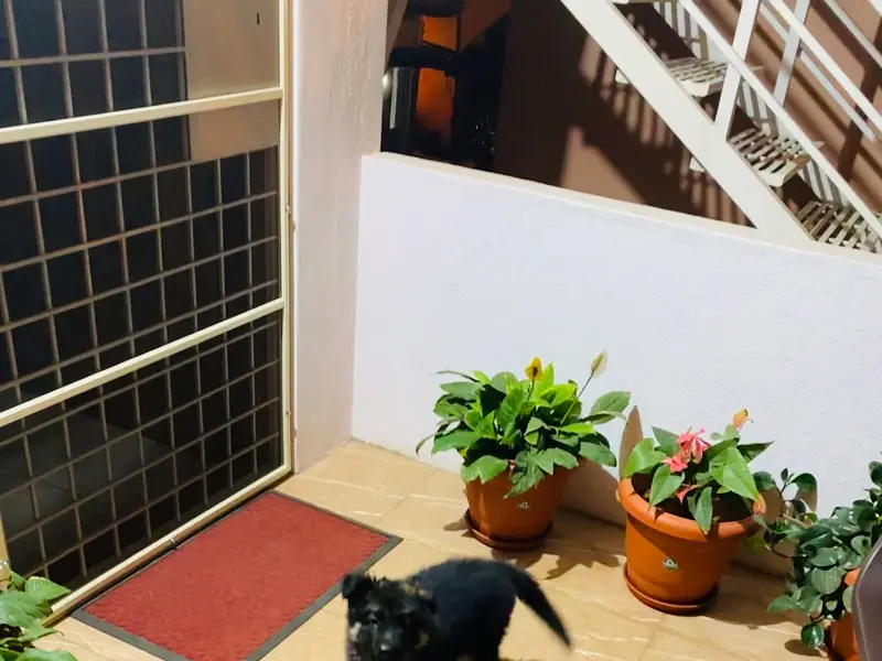 Buy Dogs in Bangalore - Mylilpaw, photo 3