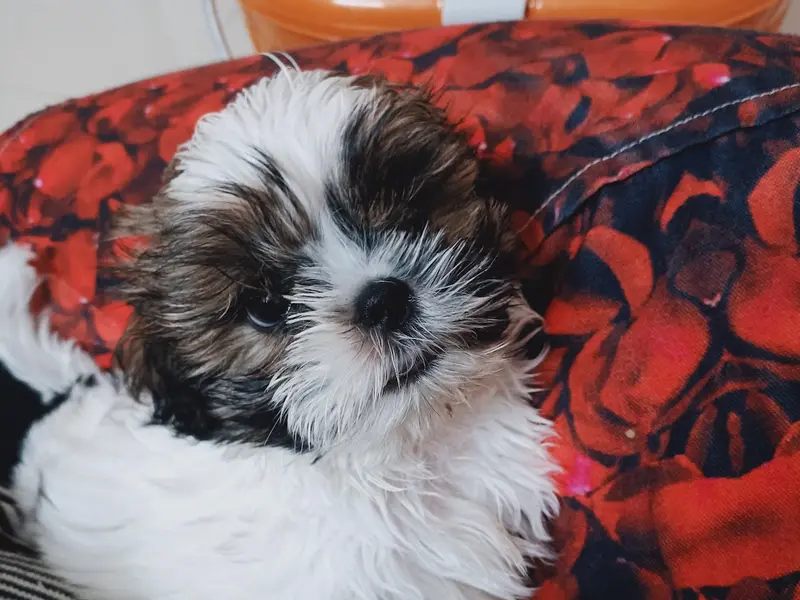 Buy Dogs in Bangalore - Mylilpaw, photo 4
