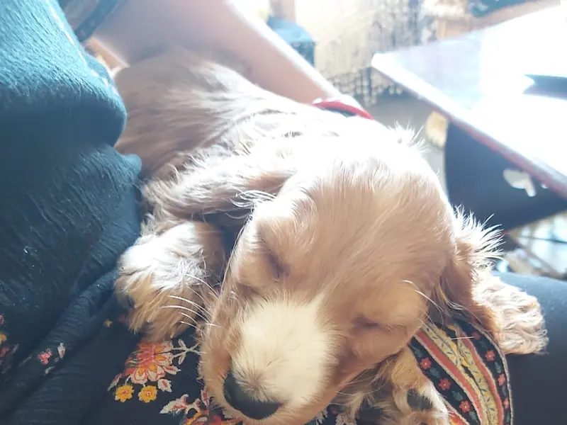 Buy Dogs in Bangalore - Mylilpaw, photo 5