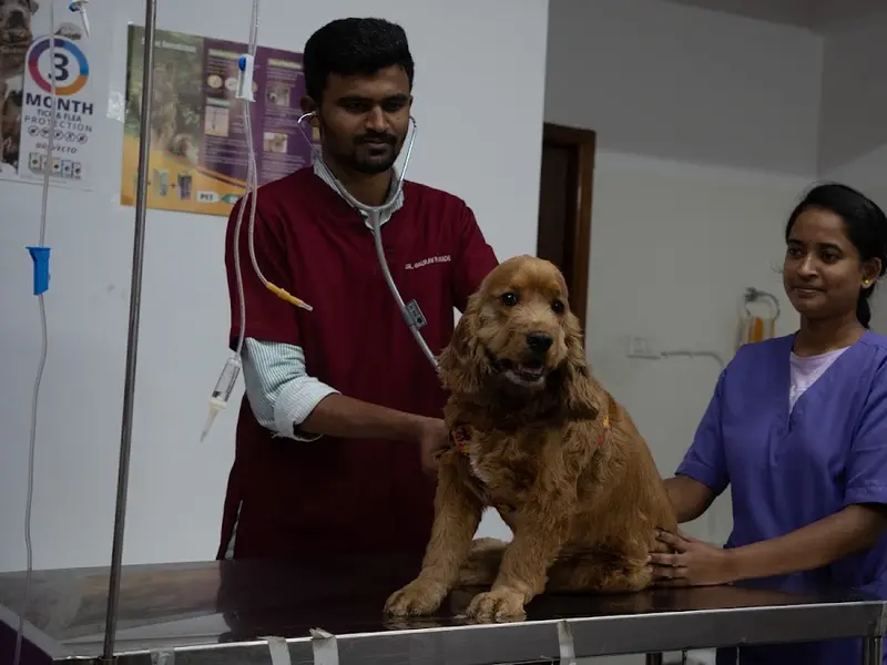 Jeeva Amrutha Pet Hospital, photo 2