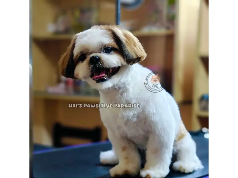 Uzi's Pawsitive Paradise Pet Grooming & Boarding, photo 2
