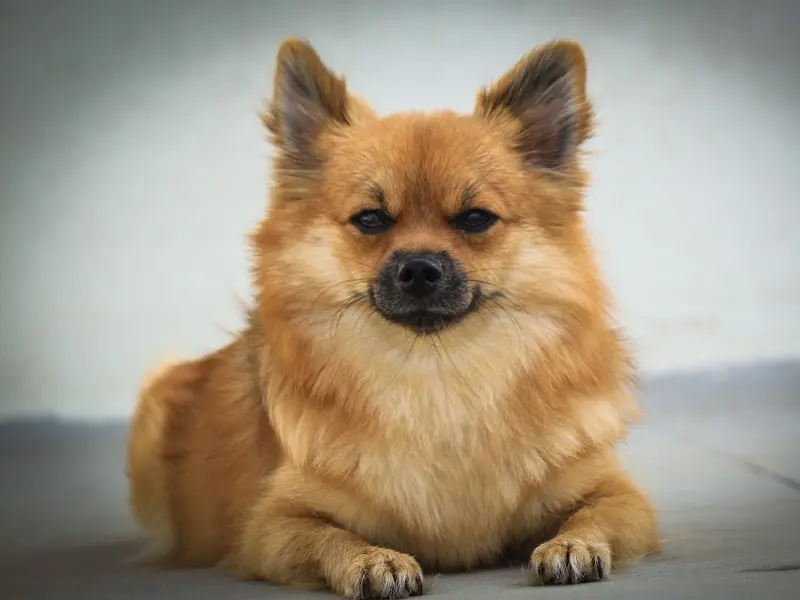 Uzi's Pawsitive Paradise Pet Grooming & Boarding, photo 3