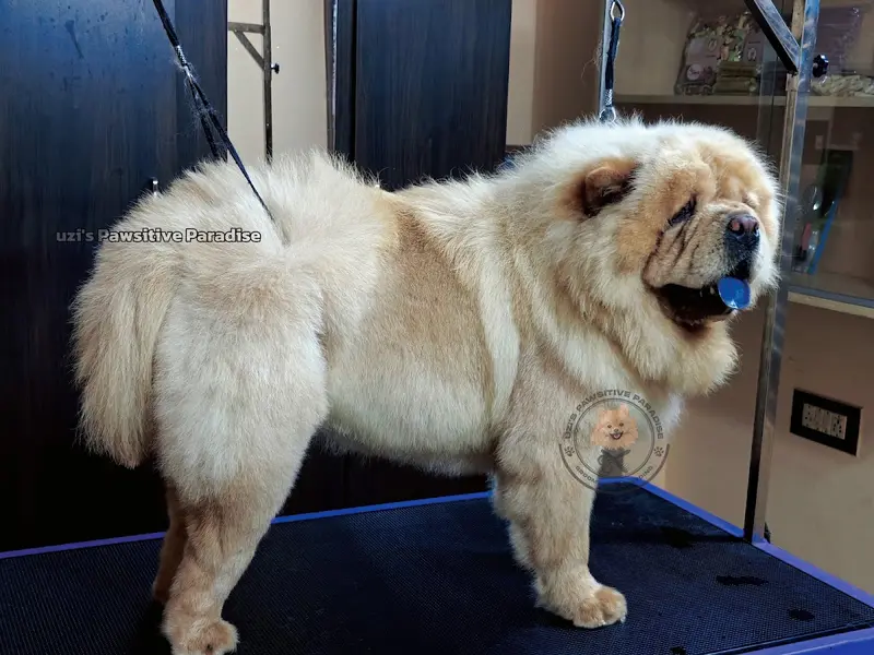 Uzi's Pawsitive Paradise Pet Grooming & Boarding, photo 4