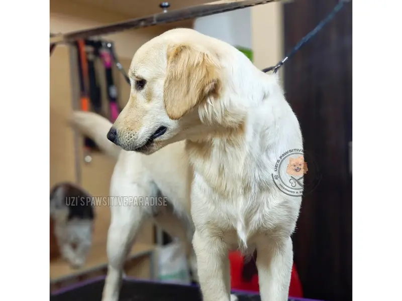 Uzi's Pawsitive Paradise Pet Grooming & Boarding, photo 5