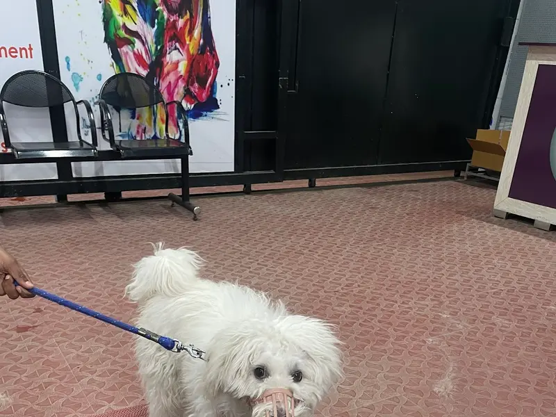NIYA PET HOSPITAL, photo 3