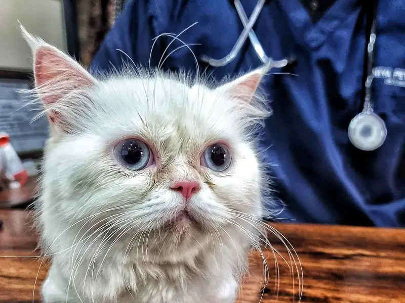 NIYA PET HOSPITAL, photo 4