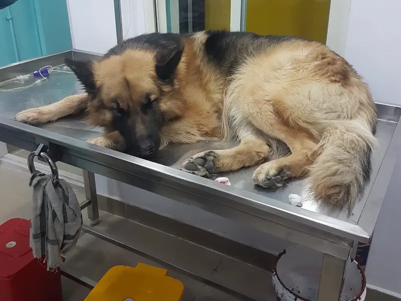 NIYA PET HOSPITAL, photo 5