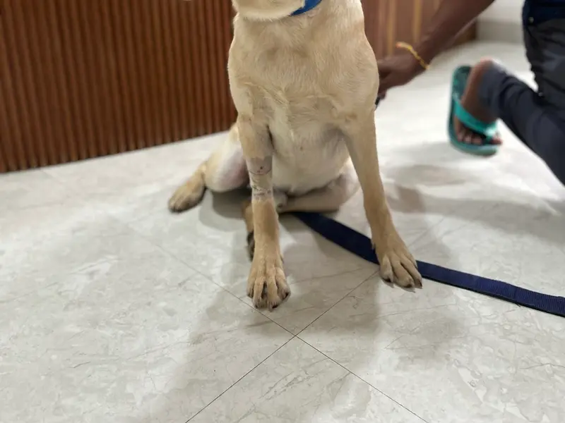 Jeeva Pet Hospital, photo 3