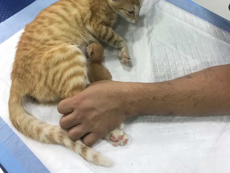 SKS veterinary hospital, photo 2