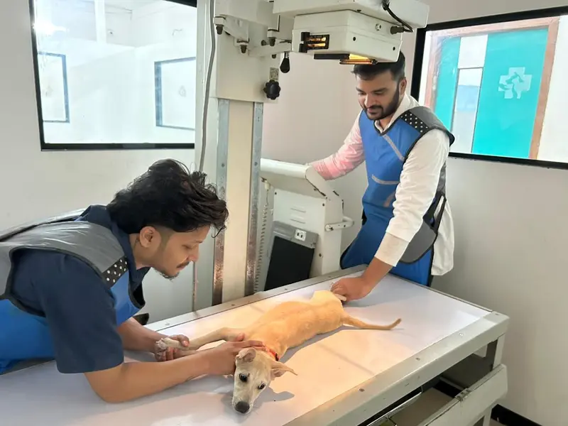 SKS veterinary hospital, photo 5
