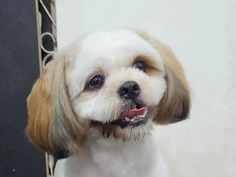 Pets World Grooming | ಪೆಟ್ಸ್ ವರ್ಲ್ಡ್ ಗ್ರೂಮಿಂಗ್, photo 4