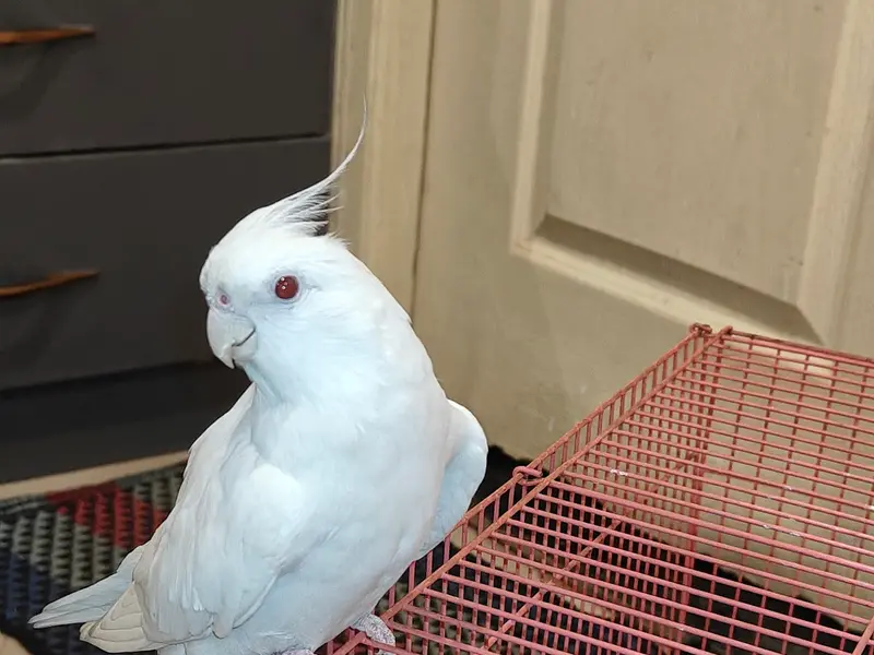 RUDRA BIRDS HOUSE - best pet shop in Bangalore, photo 3