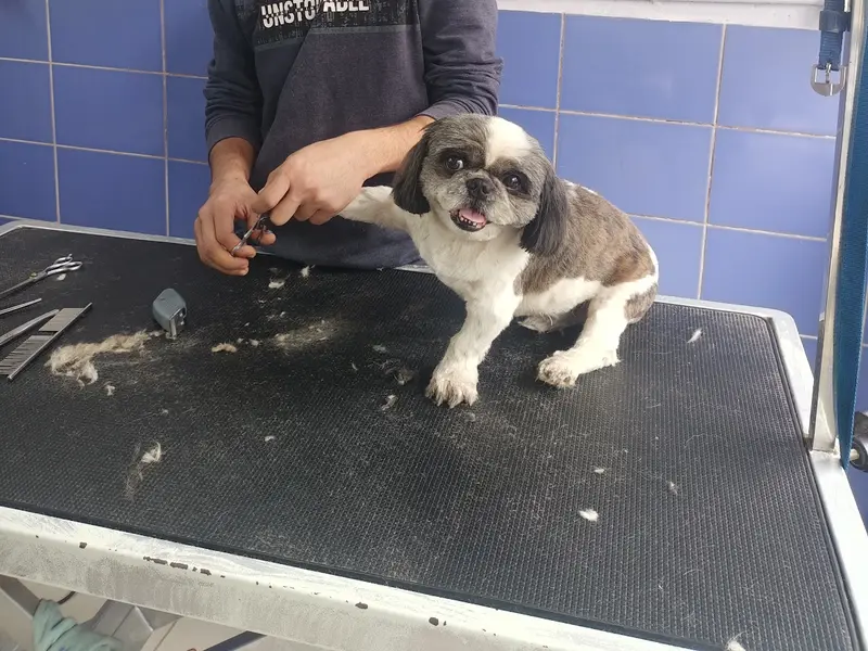 Westend Speciality Petcare and Nursing center, photo 4