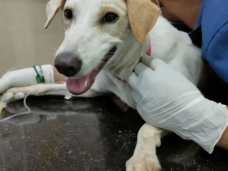 SKS VETERINARY HOSPITAL, photo 3