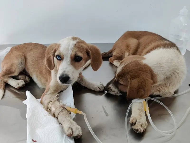 ALL PAWS VETERINARY CLINIC, photo 2