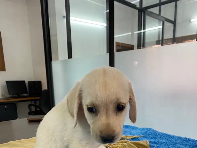 ALL PAWS VETERINARY CLINIC, photo 3