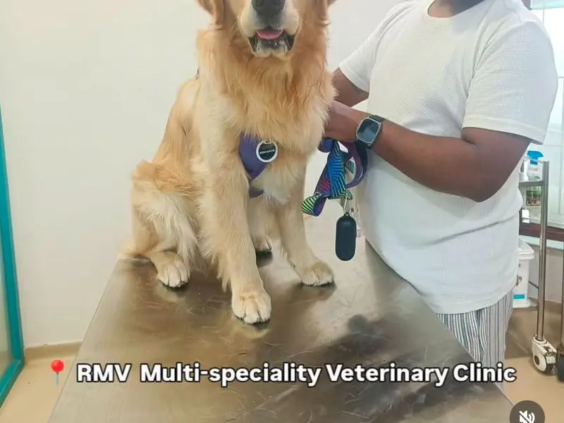 RMV MULTI-SPECIALITY VETERINARY CLINIC, photo 4