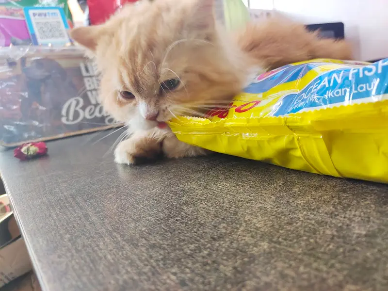 Cuddle Pet Store, photo 3