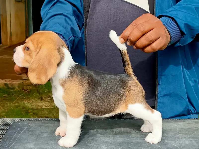 Fullthrottle Beagles, photo 2