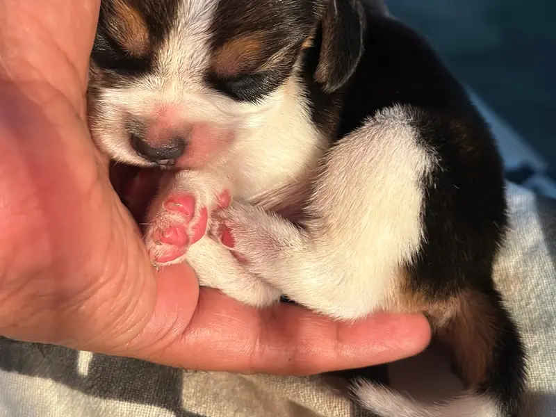 Fullthrottle Beagles, photo 3