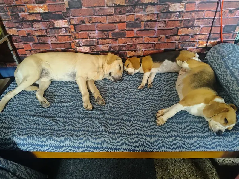 Furry Haven, photo 3